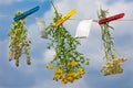 Fresh herbs hanging on a rope Royalty Free Stock Photo