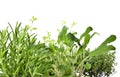 Fresh herbs, herbal garden or herb cultivation Royalty Free Stock Photo