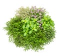 Fresh herbs isolated white background Basil rosemary thyme Top v Royalty Free Stock Photo