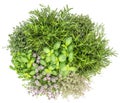 Fresh herbs isolated white background Food Basil rosemary thyme Royalty Free Stock Photo