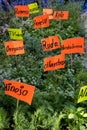 Fresh herbs labeled in spanish in mexico