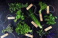 Fresh herbs lay on a rustic background. Basil, flower sage, thyme, oregano, dill, chives, parsley and coriander Royalty Free Stock Photo