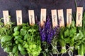 Fresh herbs lay on a rustic background. Basil, flower sage, thyme, oregano, dill, chives, parsley and coriander Royalty Free Stock Photo