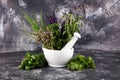 Fresh herbs lay on a rustic background with mortar and pestle. Basil, flower sage, thyme, oregano, dill, chives, parsley and Royalty Free Stock Photo