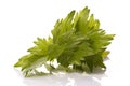 Fresh herbs. lovage Royalty Free Stock Photo