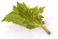 Fresh herbs. lovage Royalty Free Stock Photo
