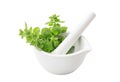 Fresh herbs in a mortar and pestle isolated on white background. Herbal alternative medicine Royalty Free Stock Photo