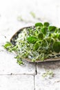 Fresh Herbs on a Plate oregano, thyme, lemon thyme Royalty Free Stock Photo