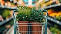 Fresh herbs in pots in a shopping cart at a grocery store