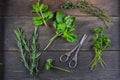 Fresh herbs preparation for drying Royalty Free Stock Photo