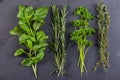 Fresh herbs preparation for drying Royalty Free Stock Photo