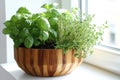 Fresh herbs on a rustic wooden planter on a sunny window sill Royalty Free Stock Photo