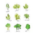 Fresh herbs set, arugula, spinach, sorrel, chicory,lettuce, corn, bok choy, salad, watercress, kale plants hand drawn