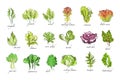 Fresh herbs set, arugula, spinach, sorrel, chicory,lettuce, corn, bok choy, salad, watercress, kale plants hand drawn