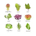 Fresh herbs set, oak leaf, romaine, chard, mache, radicchio, lollo, rosso, iceberg lettuce, mizuna, butterhead plants