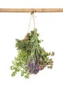 Fresh herbs. Spices food ingredients thyme, oregano, marjoram Royalty Free Stock Photo