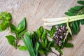 Fresh herbs and spices with sweet basil lemon grass holy basil peppermint leaf on wooden background - ingredient asian food Royalty Free Stock Photo