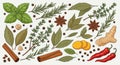 Fresh herbs and spices vector background Royalty Free Stock Photo