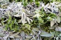 Fresh herbs to prepare tea sold in market in Marrakech, Morocco