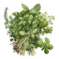 Fresh herbs. Watercolor illustration of basil, parsley, thyme, rosemary, oregano. Isolated on white background. Generative AI