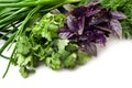 Fresh herbs on a white background. Organic parsley, dill, purple basil and green onions on a white surface. Fresh spices for Royalty Free Stock Photo