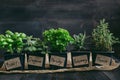 Fresh herbs on the wooden background with copy space Royalty Free Stock Photo