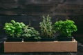 Fresh herbs on the wooden background with copy space Royalty Free Stock Photo