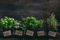 Fresh herbs on the wooden background with copy space Royalty Free Stock Photo