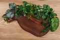 Fresh herbs on wooden cutboard Royalty Free Stock Photo