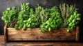 Fresh herbs in a wooden planter box Royalty Free Stock Photo