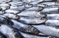 Fresh herring Close-up