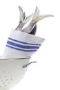 Fresh herring in a cloth with the tail outside Royalty Free Stock Photo