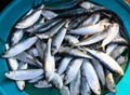 Fresh herring