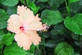 Fresh hibiscus rosa sinensis flowers blooming hanging on nature ornamental tree background at garden
