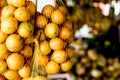 fresh Hog plum Royalty Free Stock Photo
