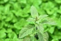 Fresh Holy basil organic growing in the vegetable garden plant green leaf texture background. Holy basil leaves are useful herbs. Royalty Free Stock Photo
