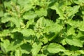 Fresh Holy basil organic growing in the vegetable garden plant green leaf texture background. Holy basil leaves are useful herbs. Royalty Free Stock Photo