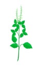 A Fresh Holy Basil Plant on White Background