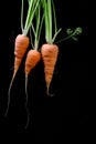 Fresh home grown carrots isolated on a black background Royalty Free Stock Photo