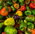 Fresh Home Grown Colorful Peppers Royalty Free Stock Photo