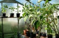Fresh home grown vegetable plants aubergine tomato pepper in greenhouse misty windows morning light