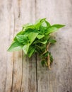 Fresh home herbs from the garden. basil. Selective focus Royalty Free Stock Photo