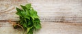 fresh home herbs from the garden. basil. Selective focus. Royalty Free Stock Photo