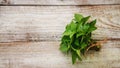 Fresh home herbs from the garden. basil. Selective focus Royalty Free Stock Photo