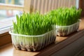 Fresh homegrown green barley grass near the window Royalty Free Stock Photo