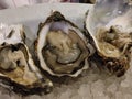 Fresh homegrown oysters half-open and ready to be enjoyed