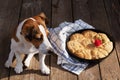 Fresh homemade bread in a metal baking dish. A small red flower decorates the buns. Dog breed Jack Russell Terrier sitting near a