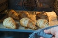 Fresh homemade croissants on baking tray in oven. French bakery concept Royalty Free Stock Photo