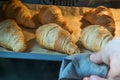 Fresh homemade croissants on baking tray in oven. French bakery concept Royalty Free Stock Photo