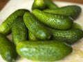 Fresh homemade cucumbers, small gherkins from the garden on the table